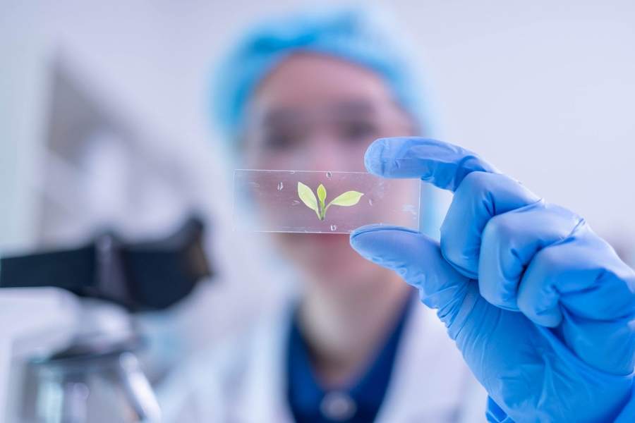 Gloved hand holding a seedling on a microscope slide in a plant biology lab