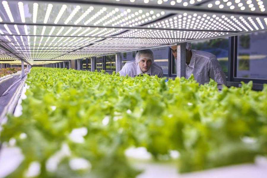 Scientists observing lettuce crops in a vertical farm under LED lights