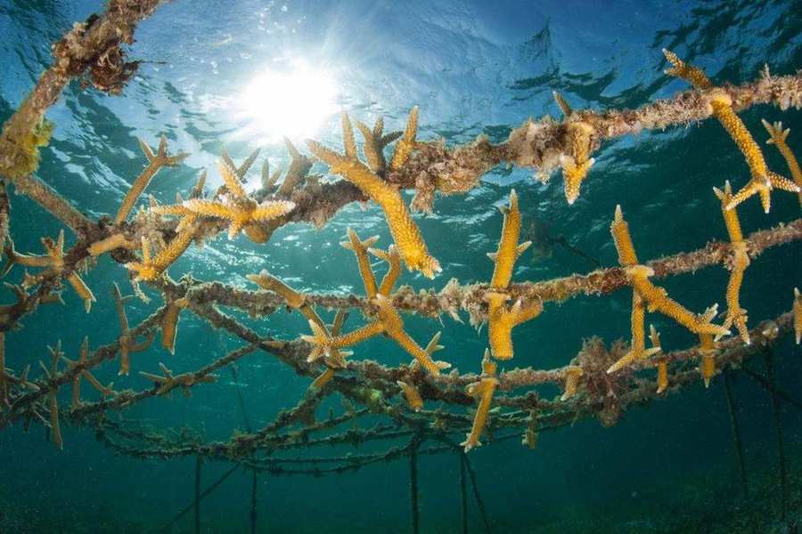 Coral nursery fragments growing underwater with sunburst light — mood image for reef research